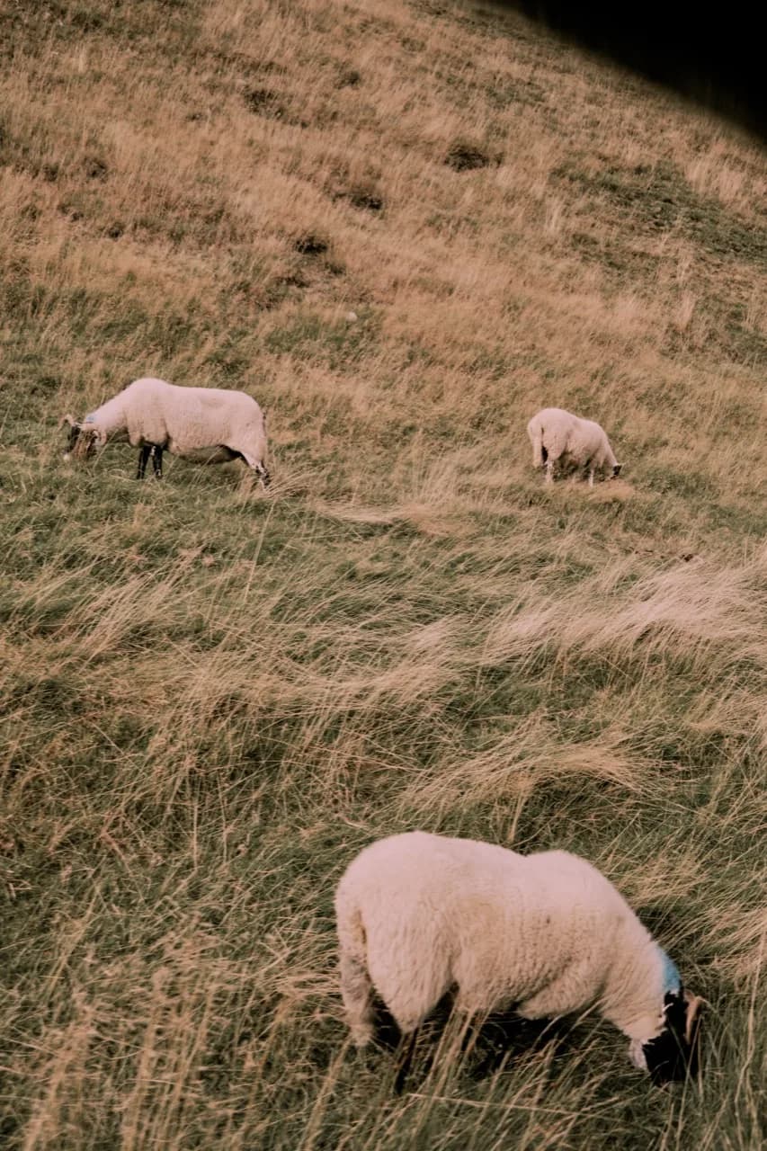 Schapen grazen op een rotsachtige helling